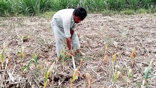 NARC HG1 Garlic ???? harvesting 2023