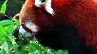 Red pandas, also known as "firefoxes," are intriguing  eastern Himalayas