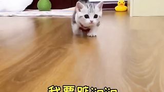 Who doesn't like such a cute cat?