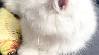 It's the first time to take a picture of a beautiful cat, she doesn't seem very happy