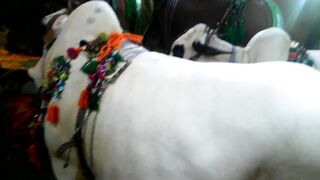 VERY BIG AND BEAUTIFUL COW