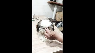 How to Grooming the SHIH TZU, with Jawad Ahmed Groomer