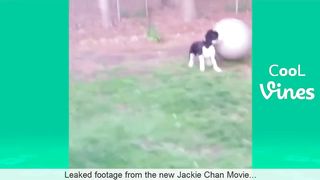 Try Not To Laugh Challenge - Funny Cat & Dog Vines compilation 2017 12