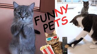 Funny Pets