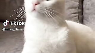 funniest cats videos