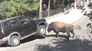 Damn Nature You Scary | Funny Scary Animal Encounters (Reupload)