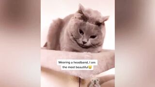 Best Of 2020 - Top Funny Pet Videos - TRY NOT TO LAUGH 14