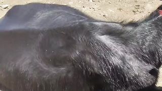 Heat strok,heat stress in cow