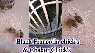 Black Francolin chicks