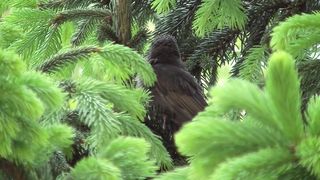 birds 3