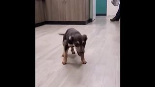 Try Not To Laugh or Grin While Watching Funny Cats and Dogs 2023