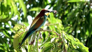 birds 2