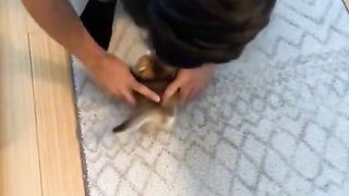 WHAT IS THIS CAT WTH!