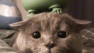 Cute cat getting a MASSAGE HAHAHA