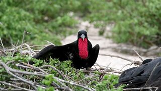 birds 7