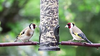 birds 6