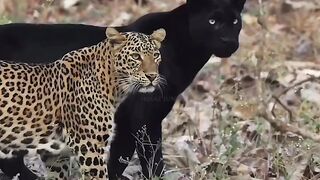 Jaguar ????????