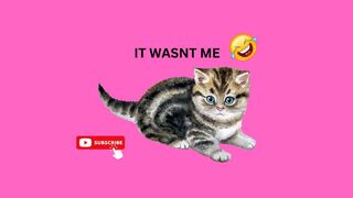 CUTE KITTY VIDEO