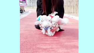 little cute puppies playing and jumping