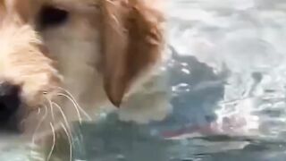 2023: ???? FUNNY DOGS - Unbelievable DOGS Antics - Ultimate Compilation ????