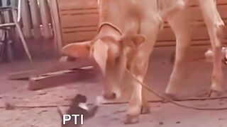 Imran khan 86
