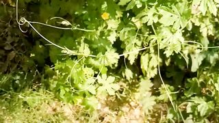Kitchen garden 2