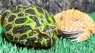 Funny Toad Video