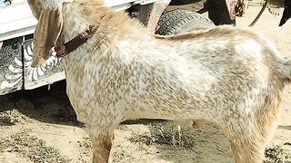 Bakra check kro ????