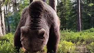 Good morning bear