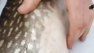 A alive fish from dead fish ????