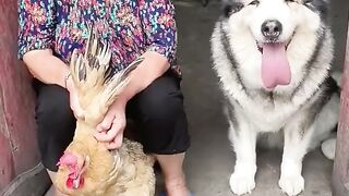 The dog is warm for small animal