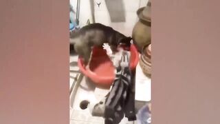 Funny Animals Videos