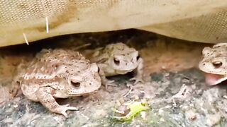Funny Frogs