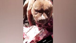 I'm a Big Kid Now - Dogs Grow Up And Cute Baby Animals