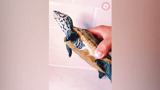 Animals Grow Up - I'm a Big Kid Now From Baby Animals To Adult Animals