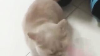 Funny cats of 2022