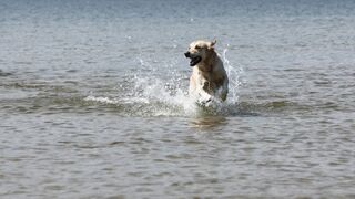 funny pets