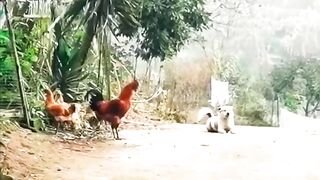 Tik tok videos 2022|tik tok funny videos