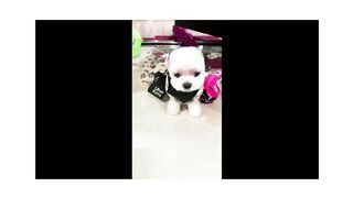 Cute Dog (TikTok)