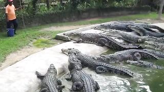 List of animals which could take down the crocodile in second.