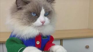 cats make food that little puff