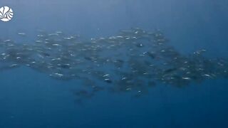 Cerita keindah laut