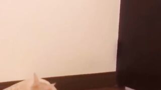 Funny animals of 2022