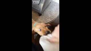 FUNNIEST AND CUTE ANIMALS OF THE YEAR 2022