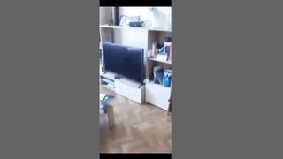 Funny Cats