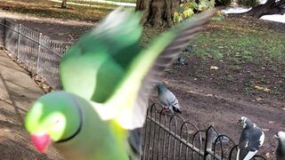 Feeding wild parrots and pegions