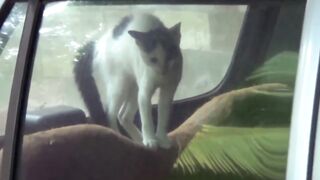 Angry Cats VS Dogs Funny Compilation