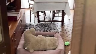 Funny dog with tiktok
