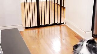 Best Funny Animal Videos of the year (2022), funniest animals ever. relax with cute animals.animals. funny animal videos