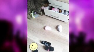 cute funny cat vedio